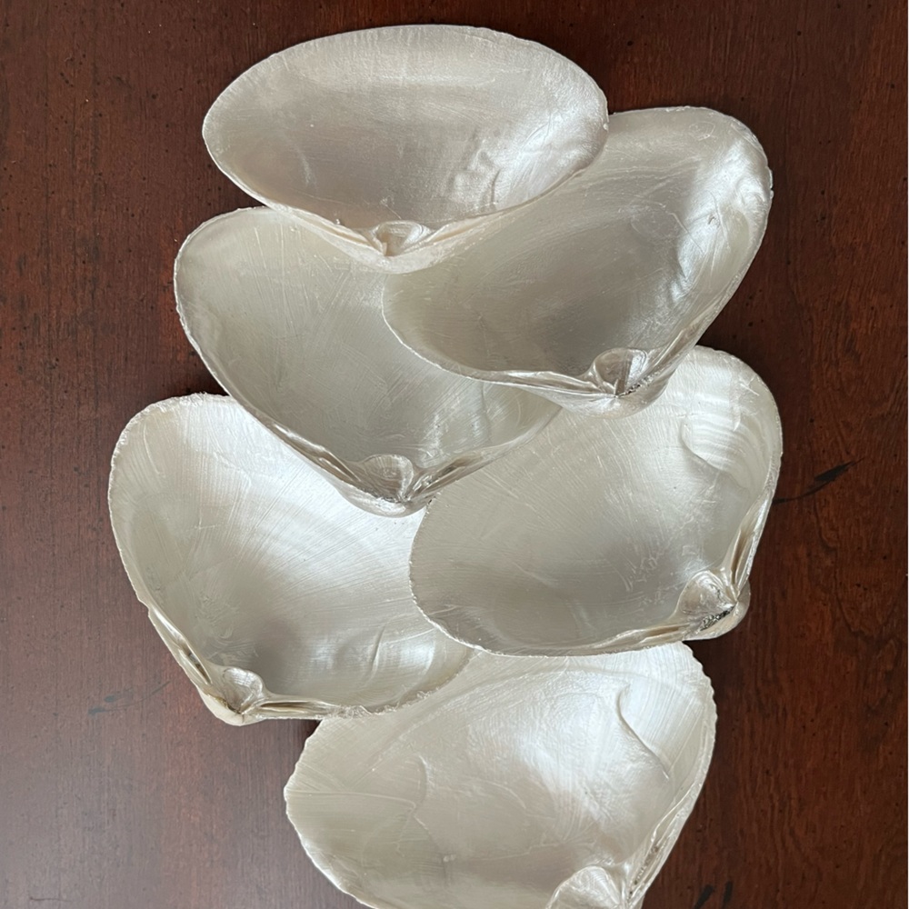 🌻6-Pearl painted shells